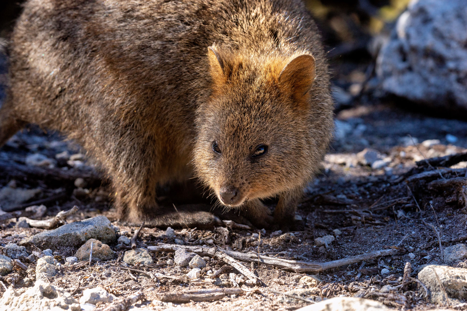 Rottnest Island - Kurzschwanzkänguru